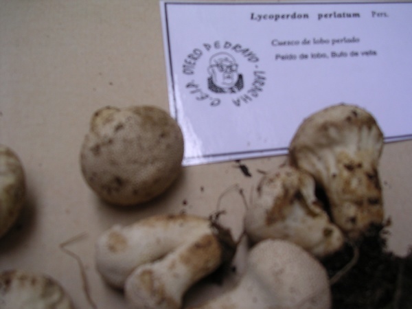 LYCOPERDON PERLATUM